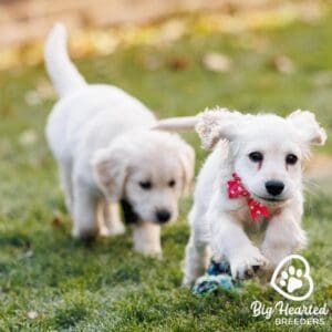 Two mini Golden puppies running in the grass together