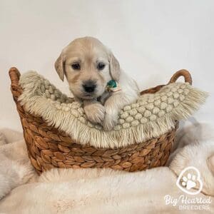 Puppy inside of a wooden basket