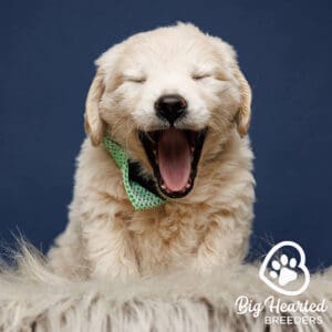 Mini golden Retriever dog yawning