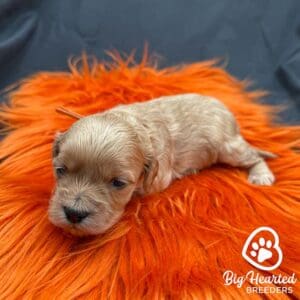 Mini Golden Retriever puppy resting on an orange fluffy pillow