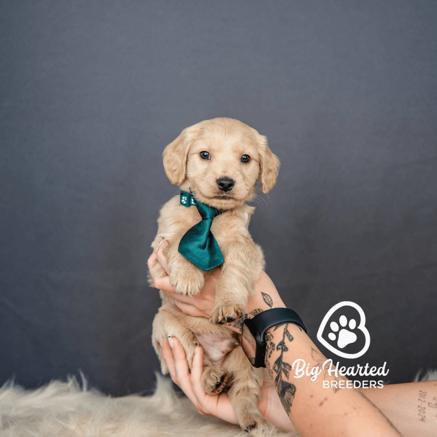 Basil Basil, Mini Golden Retriever Puppy, Big Hearted Breeders