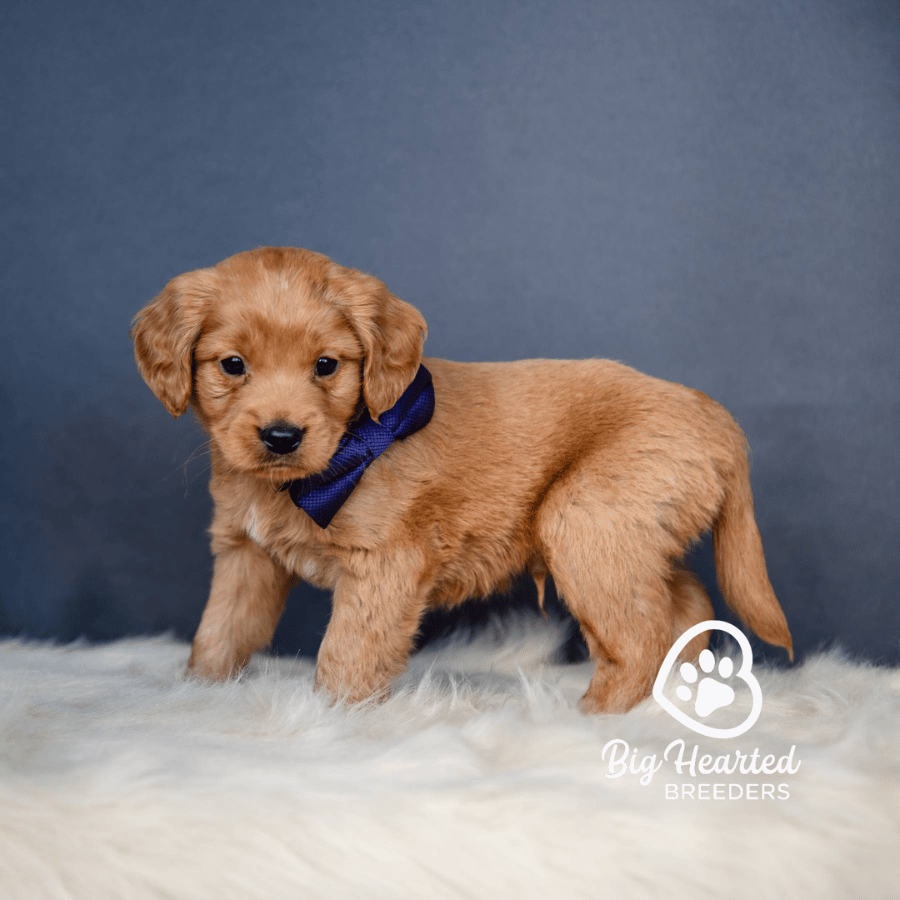 Berry Berry, Mini Golden Retriever Puppy, Big Hearted Breeders