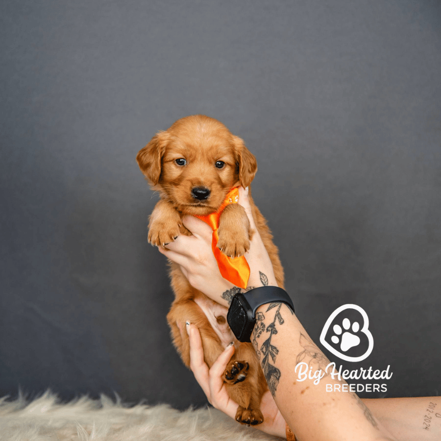 Blaze Blaze, Mini Golden Retriever Puppy, Big Hearted Breeders