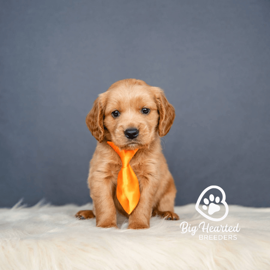 Bon Jovi Bon Jovi, Mini Golden Retriever Puppy, Big Hearted Breeders