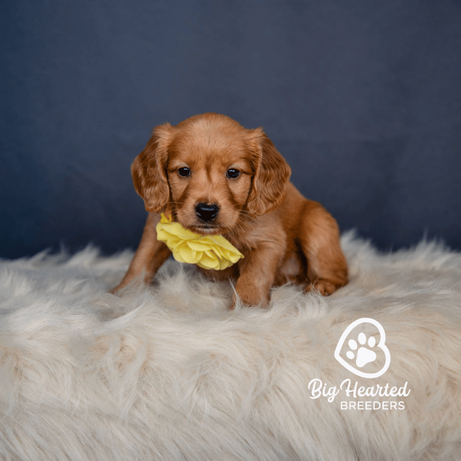 Brin Brin, Mini Golden Retriever Puppy, Big Hearted Breeders