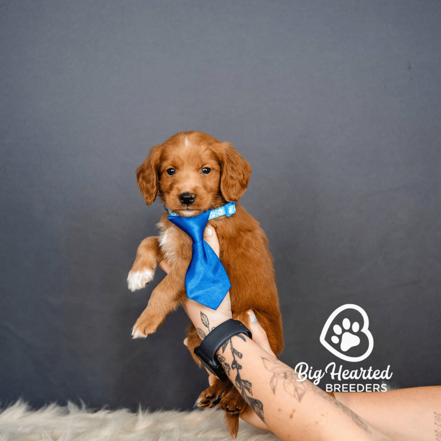 Canyon Canyon, Mini Golden Retriever Puppy, Big Hearted Breeders