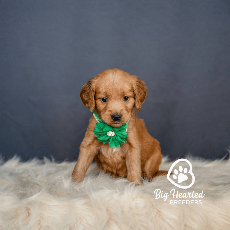 Cascade Cascade, Mini Golden Retriever Puppy, Big Hearted Breeders