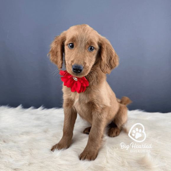 Coca Cola Coca Cola, Mini Golden Retriever Puppy, Big Hearted Breeders