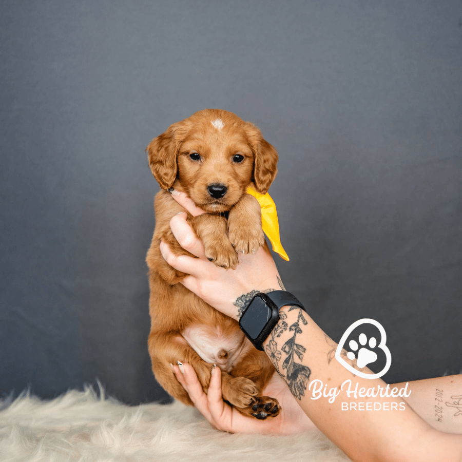 Cornbread Cornbread, Mini Golden Retriever Puppy, Big Hearted Breeders