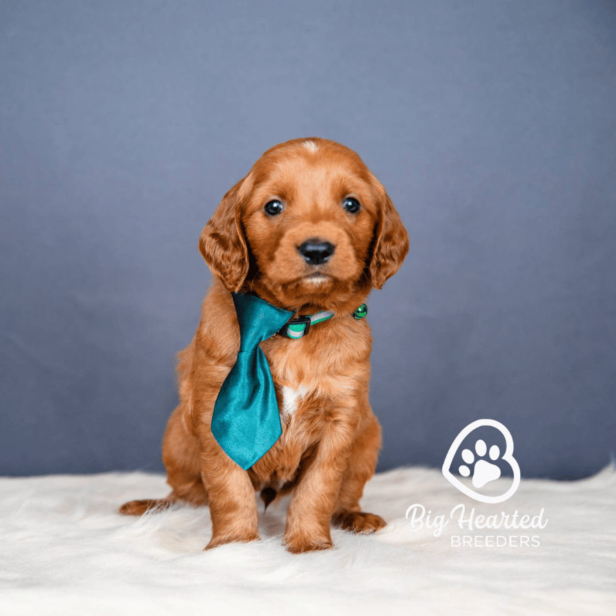 Draco Draco, Mini Golden Retriever Puppy, Big Hearted Breeders