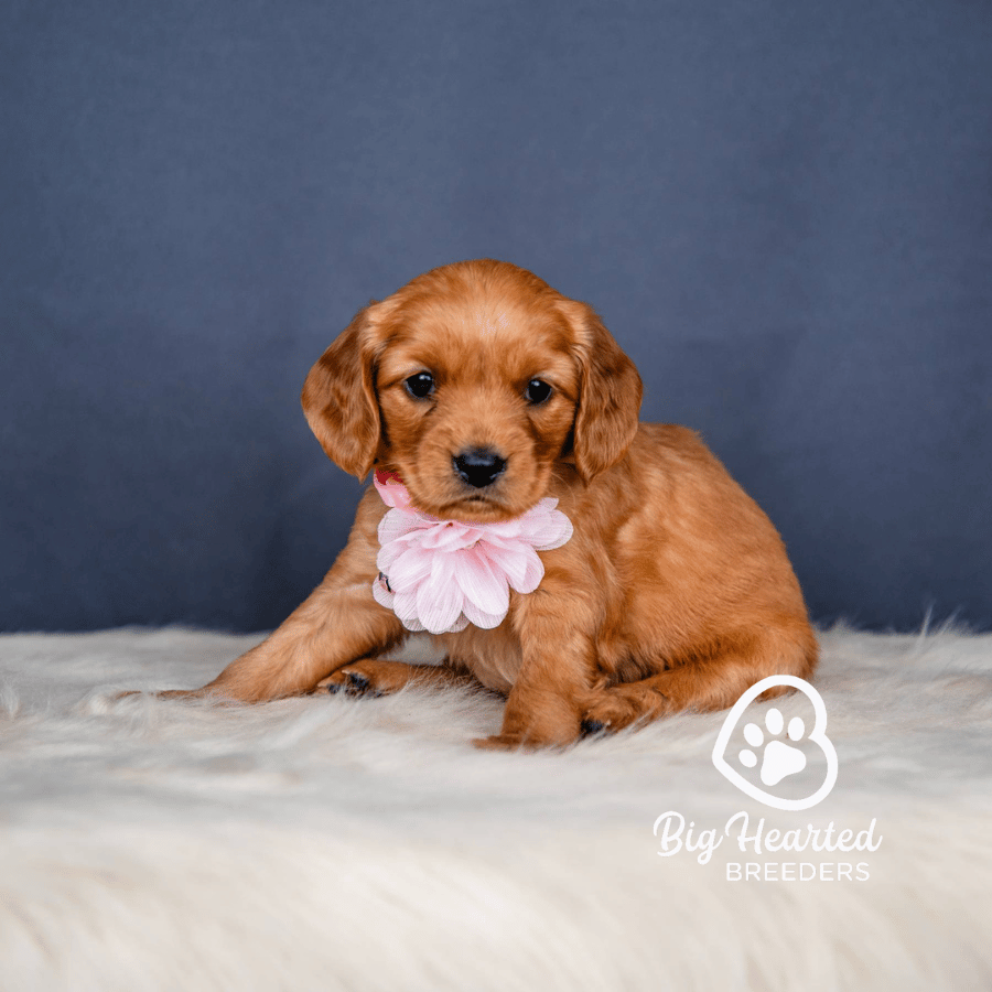 Fae Fae, Mini Golden Retriever Puppy, Big Hearted Breeders