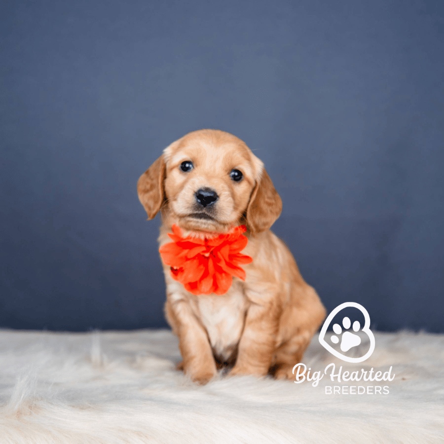 Faun Faun, Mini Golden Retriever Puppy, Big Hearted Breeders