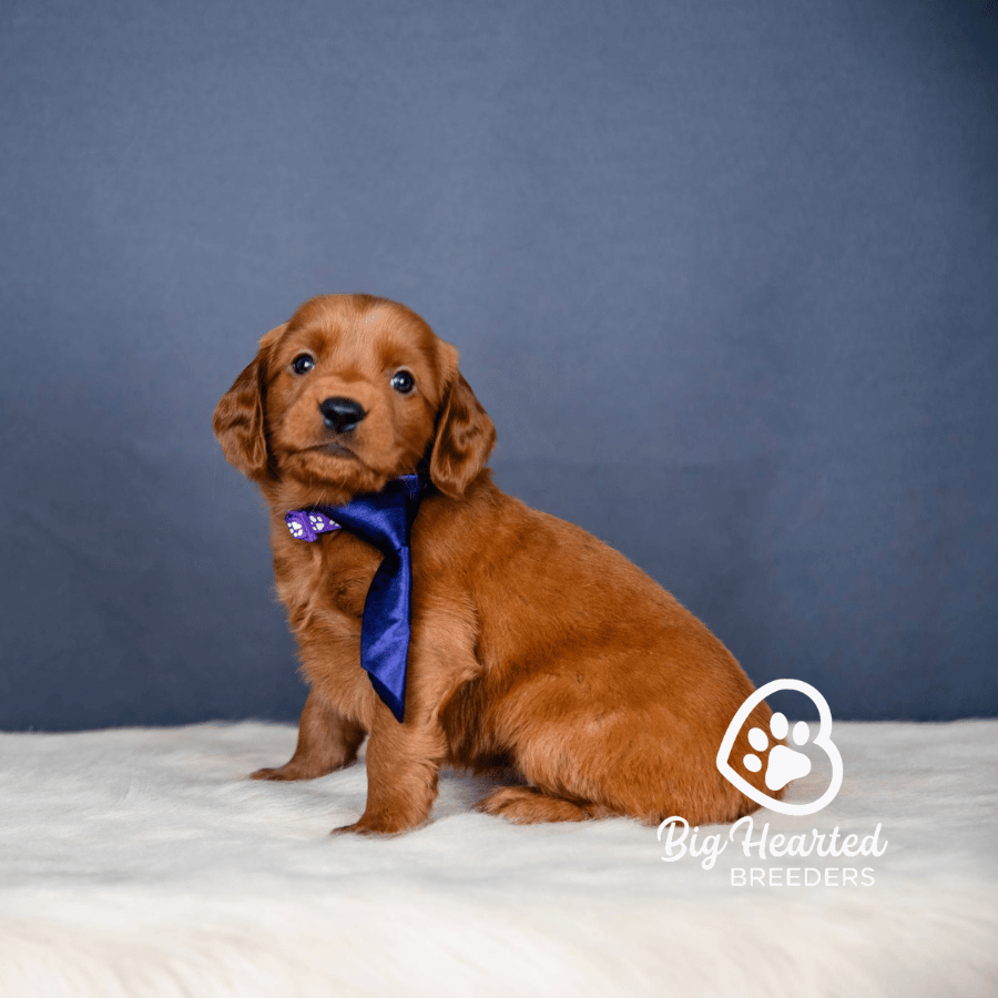 Griffen Griffen, Mini Golden Retriever Puppy, Big Hearted Breeders