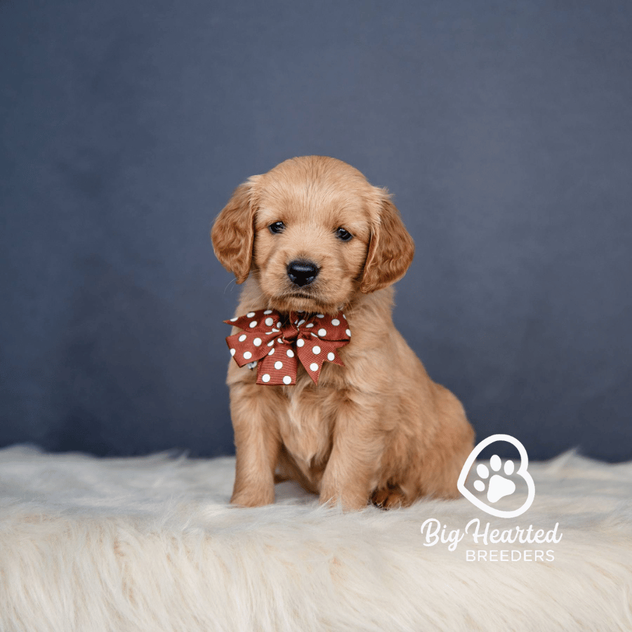 Heart Heart, Mini Golden Retriever Puppy, Big Hearted Breeders