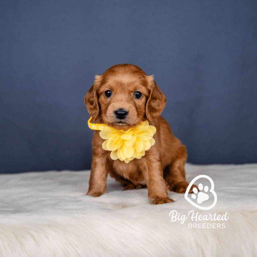 Hydra Hydra, Mini Golden Retriever Puppy, Big Hearted Breeders