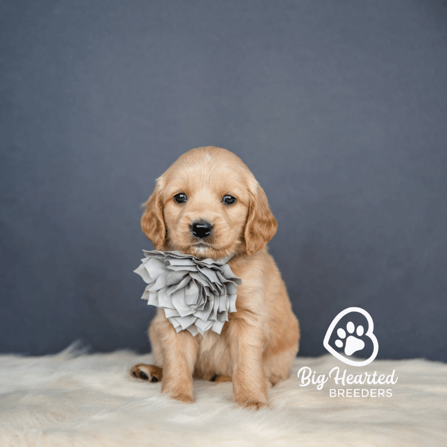 Joan Jett Joan Jett, Mini Golden Retriever Puppy, Big Hearted Breeders