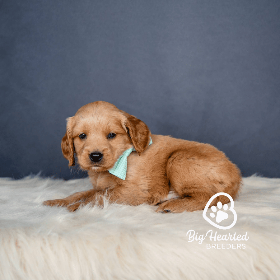 Journey Journey, Mini Golden Retriever Puppy, Big Hearted Breeders