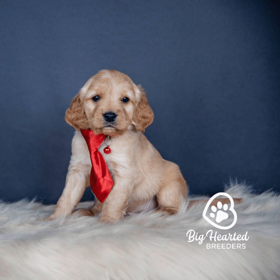Led Zepplin Led Zepplin, Mini Golden Retriever Puppy, Big Hearted Breeders