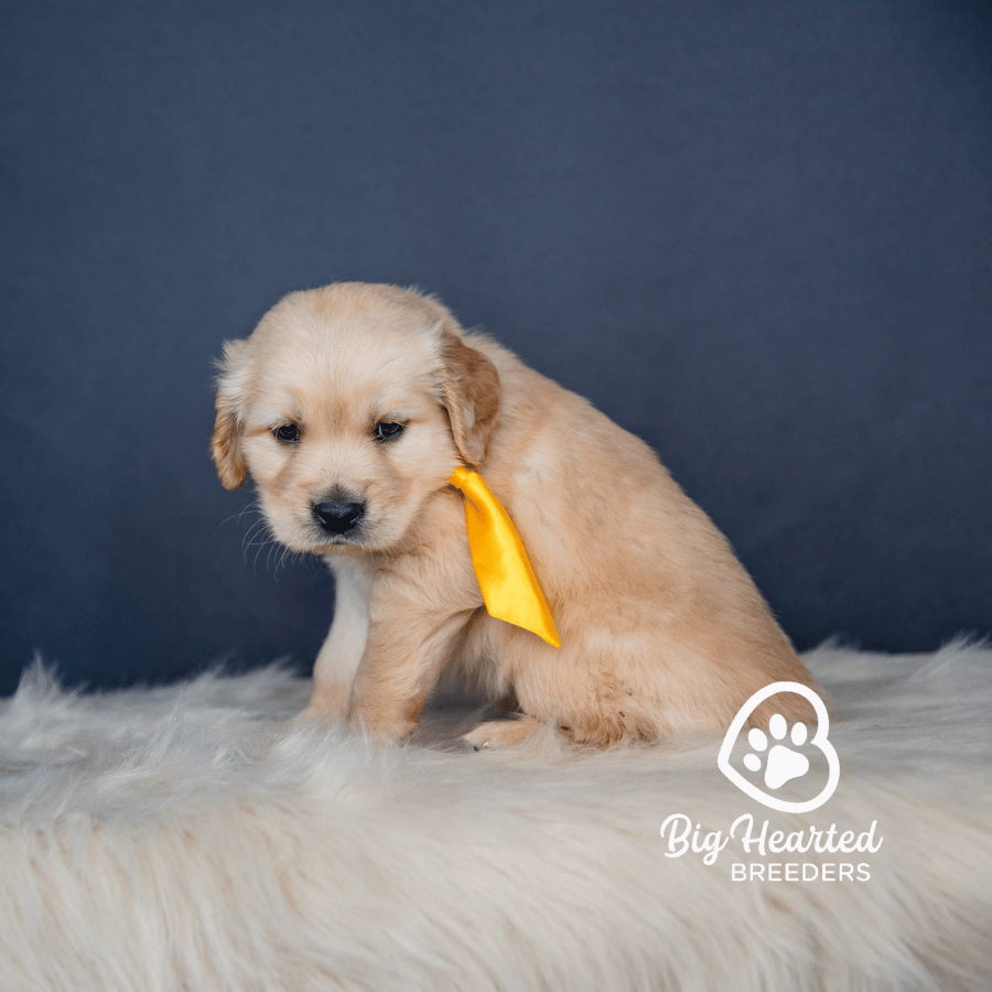 Nirvana Nirvana, Mini Golden Retriever Puppy, Big Hearted Breeders