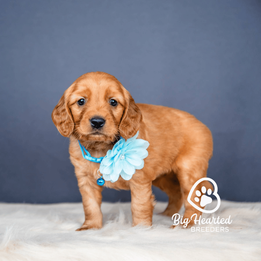 Nixie Nixie, Mini Golden Retriever Puppy, Big Hearted Breeders