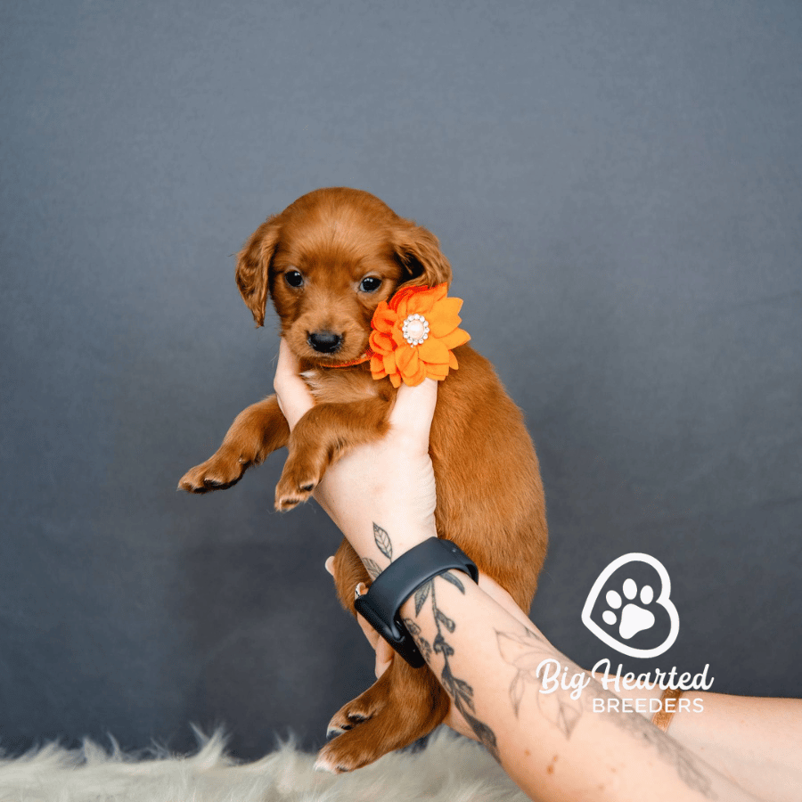 Peaches Peaches, Mini Golden Retriever Puppy, Big Hearted Breeders