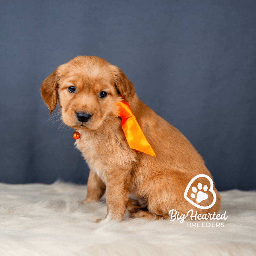 Phoenix Phoenix, Mini Golden Retriever Puppy, Big Hearted Breeders