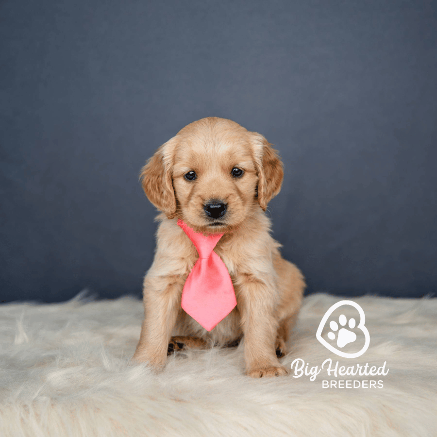 Pink Floyd Pink Floyd, Mini Golden Retriever Puppy, Big Hearted Breeders