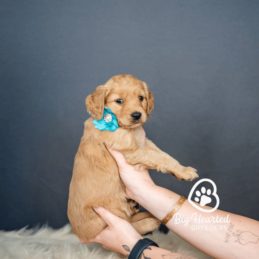 Plum Plum, Mini Golden Retriever Puppy, Big Hearted Breeders
