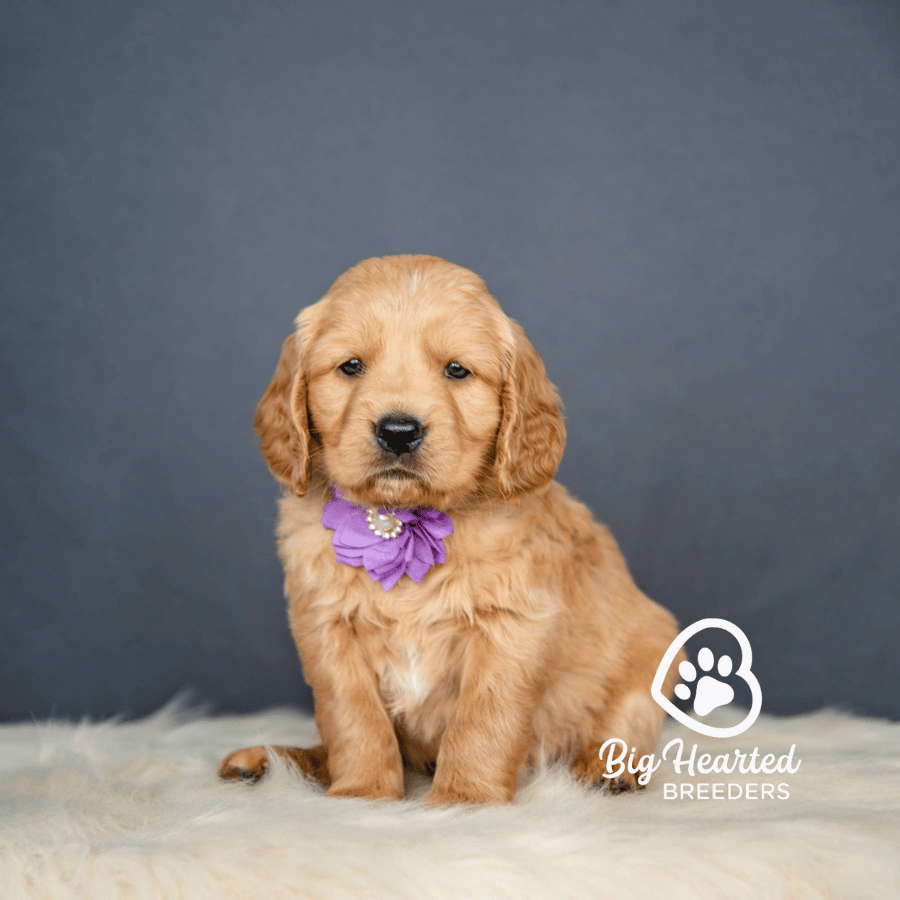 Queen Queen, Mini Golden Retriever Puppy, Big Hearted Breeders