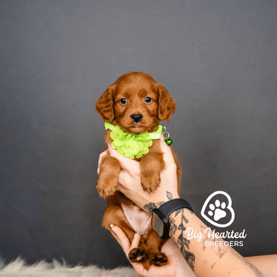 Rosetta Rosetta, Mini Golden Retriever Puppy, Big Hearted Breeders