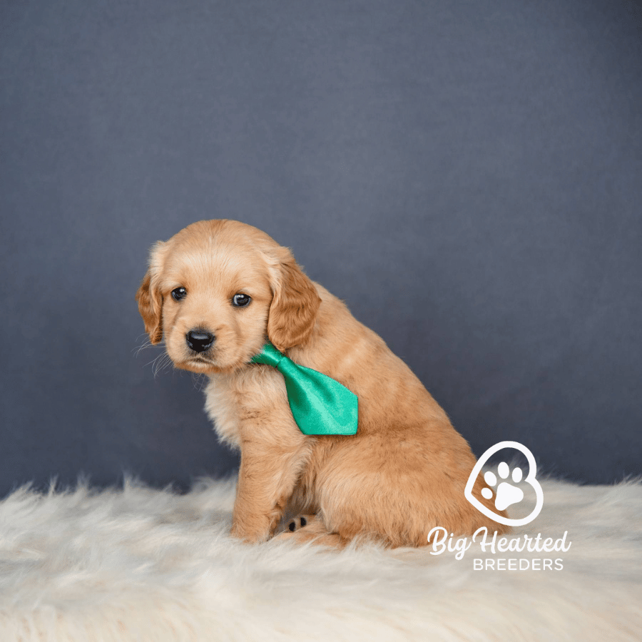 Rush Rush, Mini Golden Retriever Puppy, Big Hearted Breeders