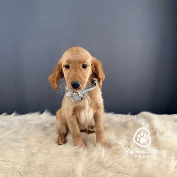 Sprite, Mini Golden Retriever Puppy, Big Hearted Breeders