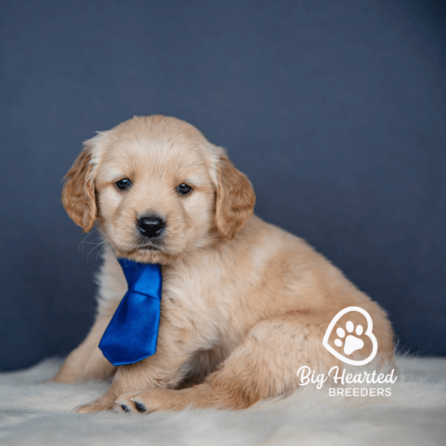 Styx Styx, Mini Golden Retriever Puppy, Big Hearted Breeders
