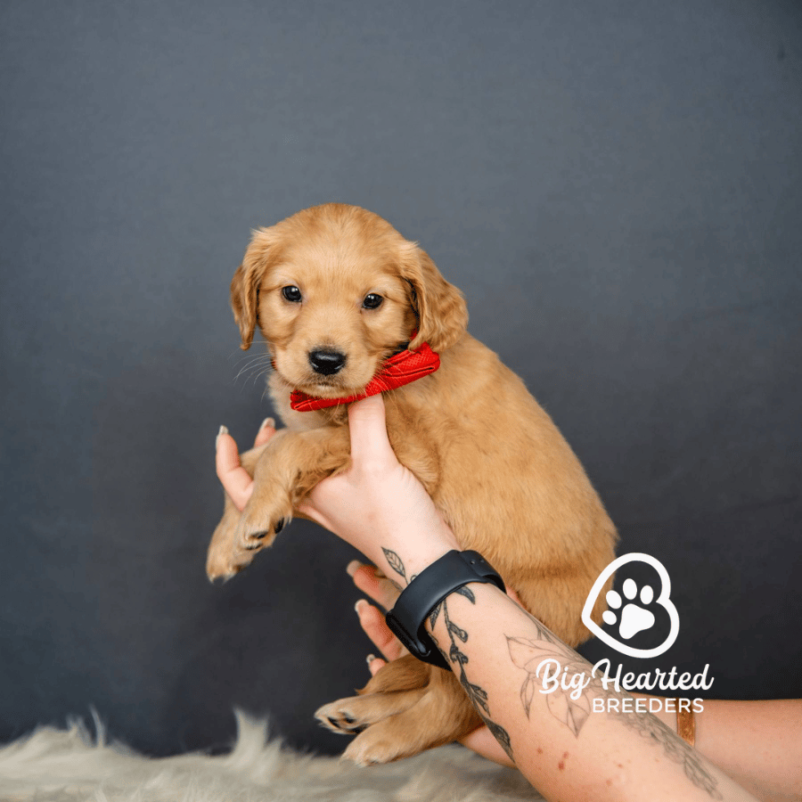 Tomato Tomato, Mini Golden Retriever Puppy, Big Hearted Breeders