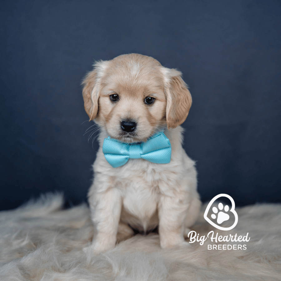 Uno Uno, Mini Golden Retriever Puppy, Big Hearted Breeders