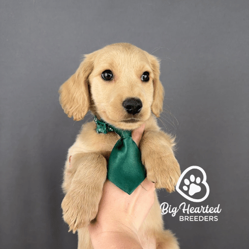 Basil