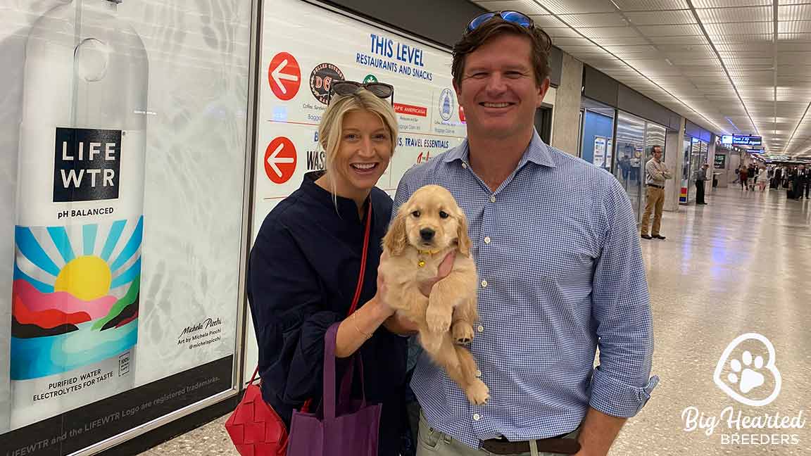 Mini Golden Retriever being held in the middle of a man and a woman 