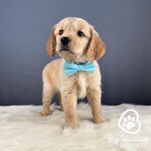 Mini Golden Retriever puppy for sale at Big Hearted Breeders