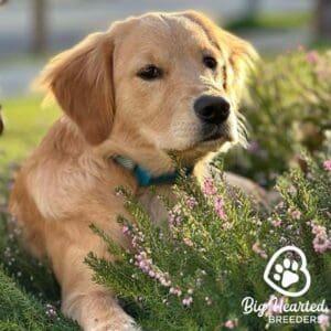 Mini Golden dog sitting in the grass with plants, with no dog allergies