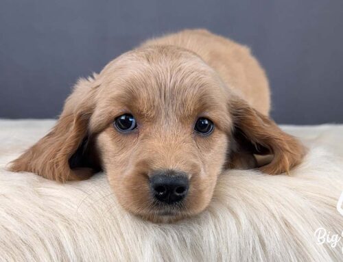 Dog Allergies Explained: Symptoms, Causes, and Relief