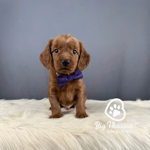 Griffen