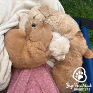 Mini Golden Retriever puppies sleeping together