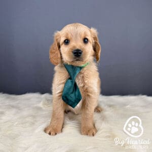 Mini Golden Retriever for sale with a green tie