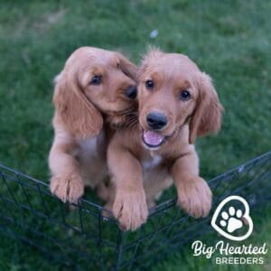 Two mini Golden Retriever puppies playing in a dog playpen