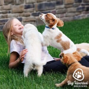 Young girl playing with three mini Golden puppies in the grass