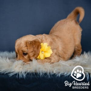 Mini Golden puppy with his tail up, a known dog body language