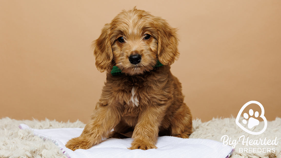 Mini Golden Retriever with inviting dog body language, ready for cuddles