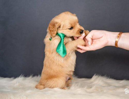 Dog Body Language: What Your Pup’s Tail, Ears, and Eyes Are Saying