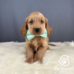 Mini Golden puppy with a light blue bowtie