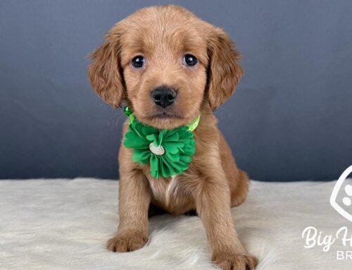 Dog Paw Care: A Complete Guide for Healthy, Happy Paws